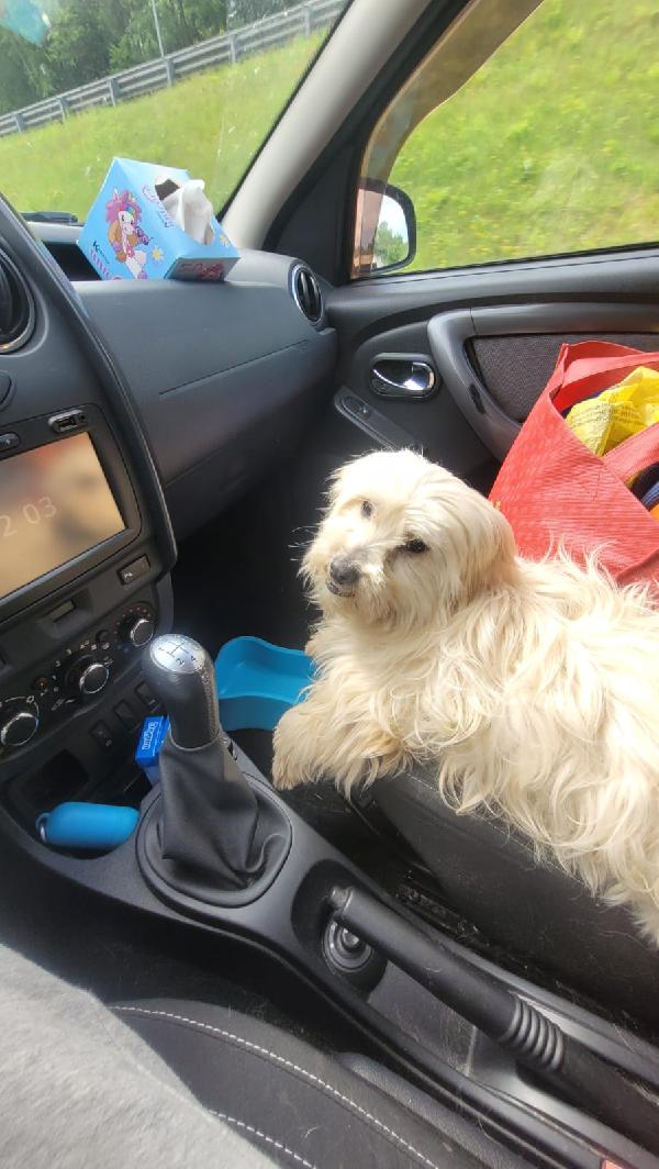 Diego, Un Adorabile Maltese