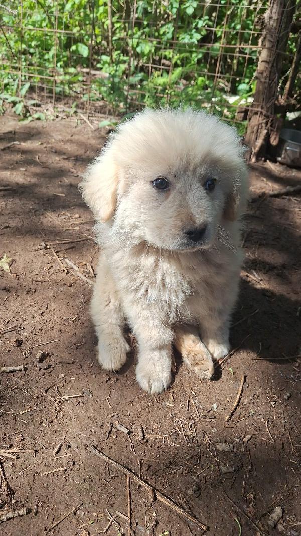 Eden Splendido Dolce Cucciolotto Cerca Casa 
