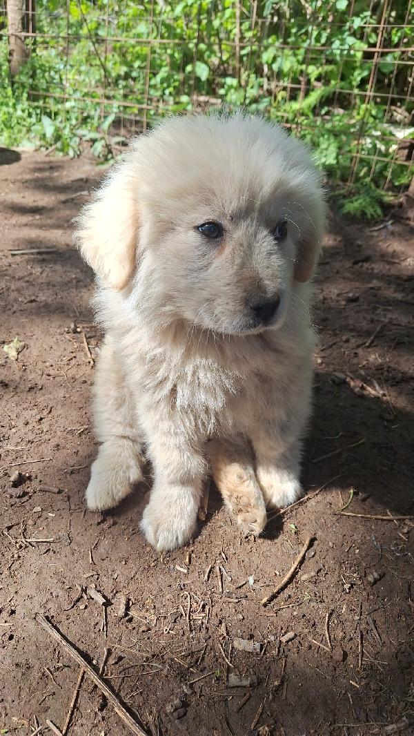 Eden splendido dolce cucciolotto cerca casa  Foto 2