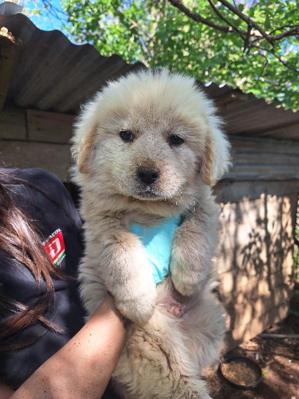 Eden splendido dolce cucciolotto cerca casa  Foto 3