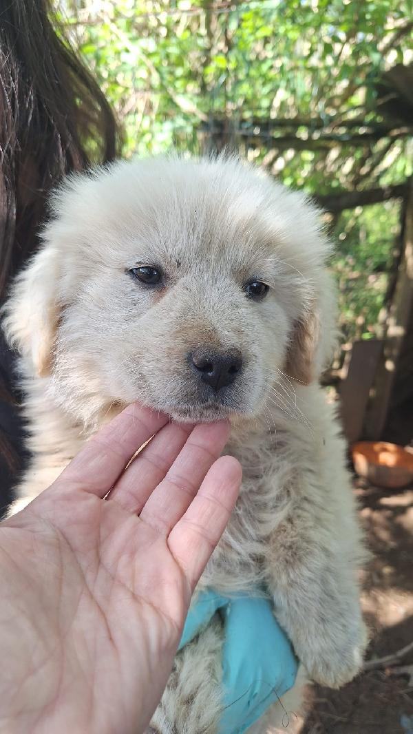 Eden splendido dolce cucciolotto cerca casa  Foto 4