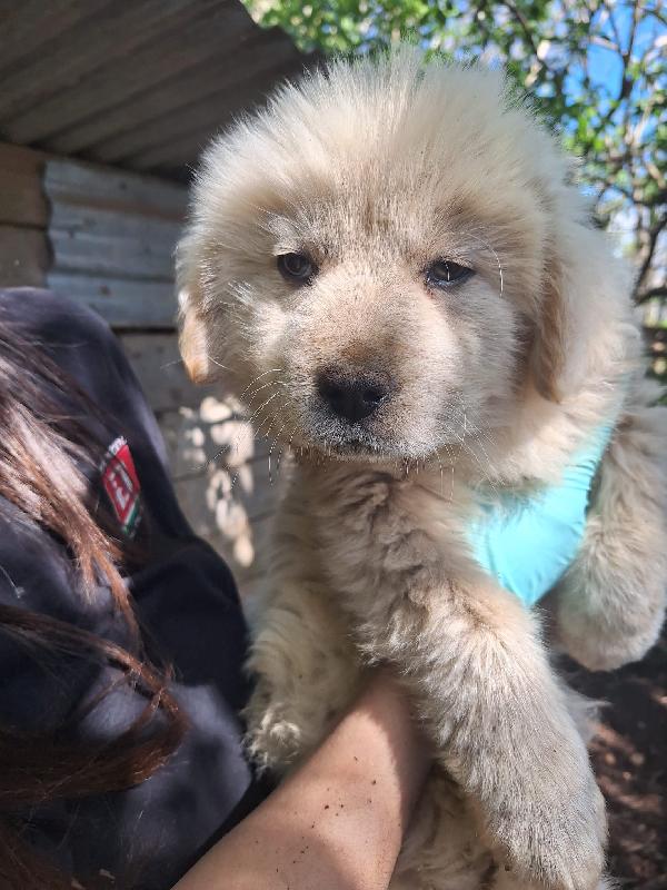 Eden splendido dolce cucciolotto cerca casa  Foto 5