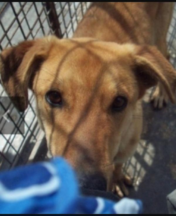 Brian 4Anni Mollato In Canile Dai Padroni Puglia