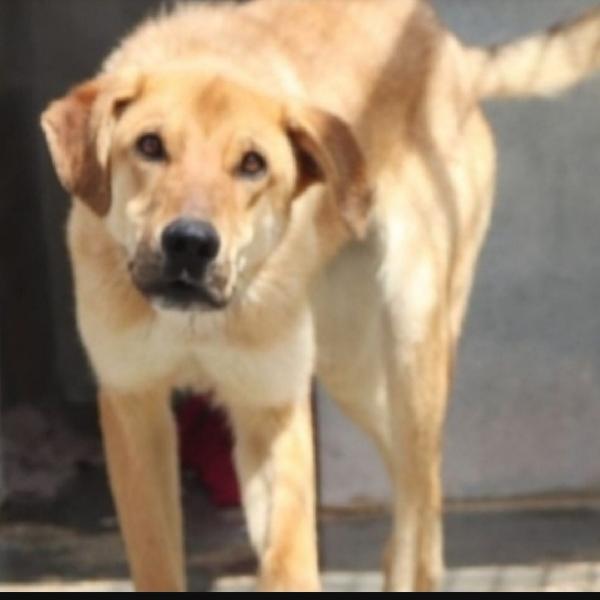 Brian 4anni mollato in canile dai padroni PUGLIA Foto 2