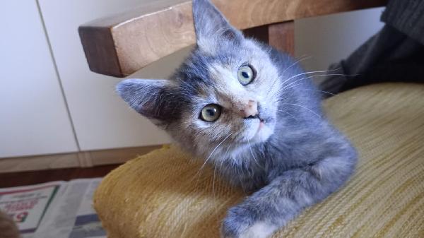 Guenda: Micina Di 2 Mesi E Mezzo Cerca Famiglia