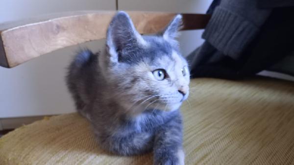 GUENDA: MICINA DI 2 MESI E MEZZO CERCA FAMIGLIA Foto 2