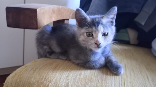 GUENDA: MICINA DI 2 MESI E MEZZO CERCA FAMIGLIA Foto 4