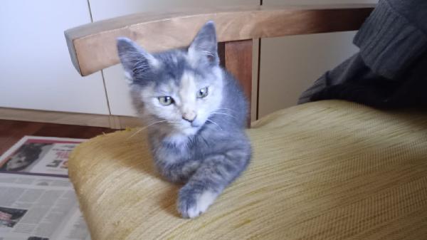 GUENDA: MICINA DI 2 MESI E MEZZO CERCA FAMIGLIA Foto 3