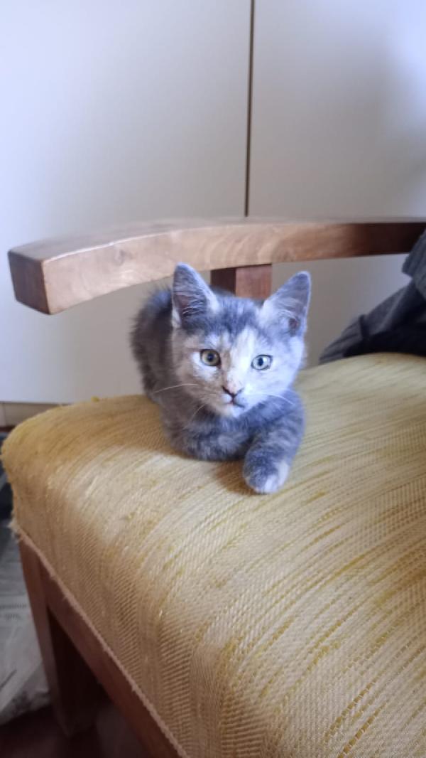 GUENDA: MICINA DI 2 MESI E MEZZO CERCA FAMIGLIA Foto 5