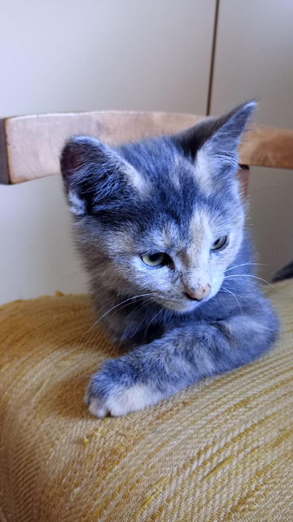 GUENDA: MICINA DI 2 MESI E MEZZO CERCA FAMIGLIA Foto 8