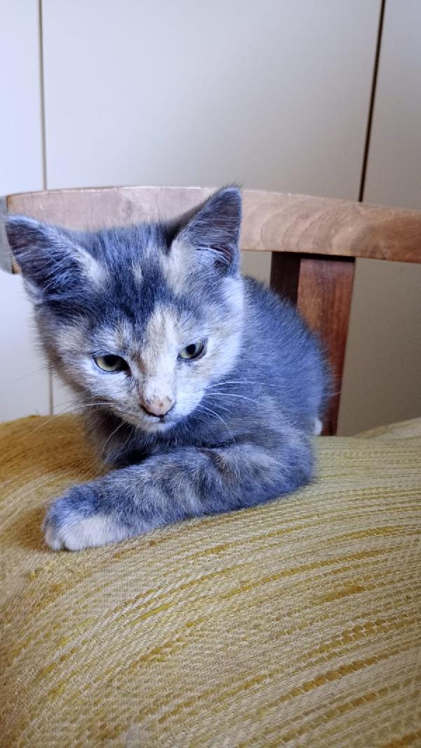 GUENDA: MICINA DI 2 MESI E MEZZO CERCA FAMIGLIA Foto 9