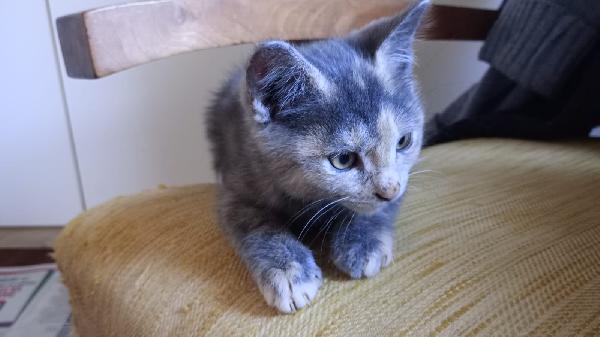 GUENDA: MICINA DI 2 MESI E MEZZO CERCA FAMIGLIA Foto 10