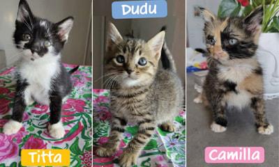 3 Gattini Di 50 Gg. Cercano Famiglia