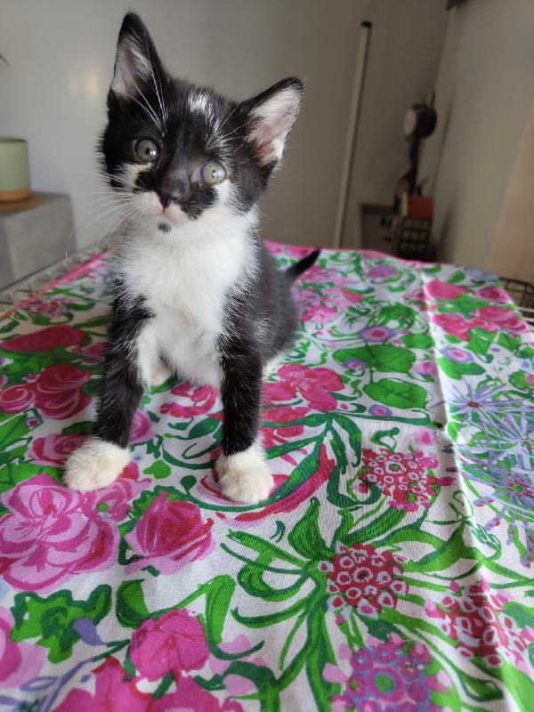 3 GATTINI DI 50 GG. CERCANO FAMIGLIA Foto 2