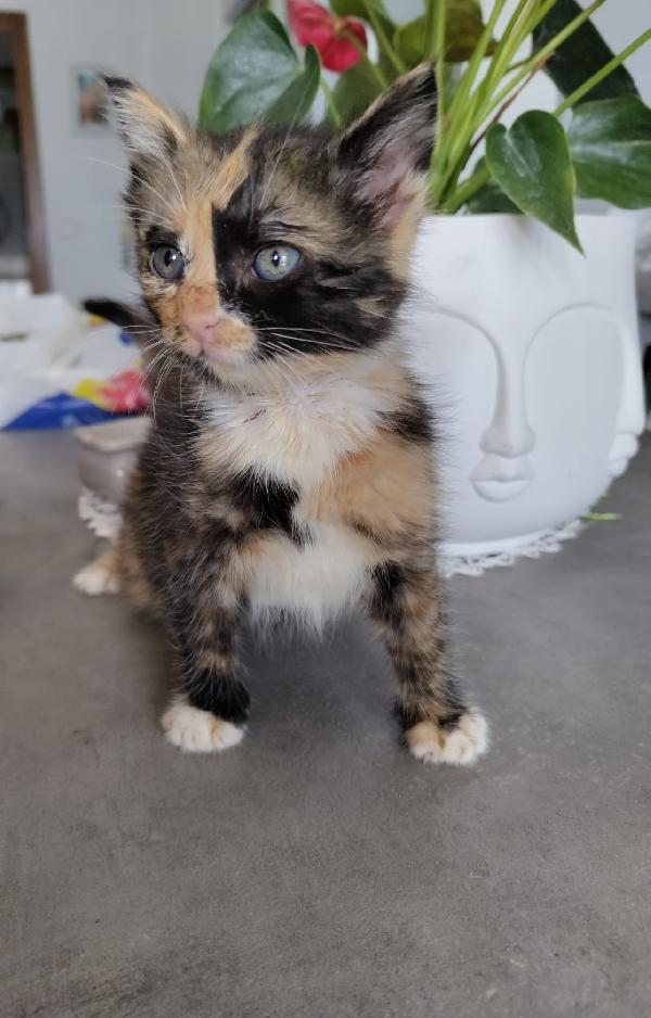 3 GATTINI DI 50 GG. CERCANO FAMIGLIA Foto 3