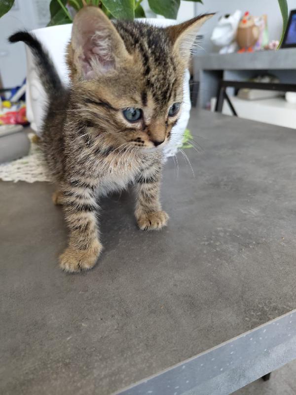 3 GATTINI DI 50 GG. CERCANO FAMIGLIA Foto 4