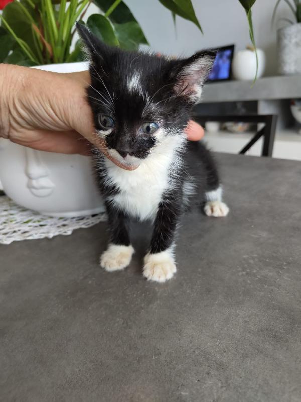 3 GATTINI DI 50 GG. CERCANO FAMIGLIA Foto 5