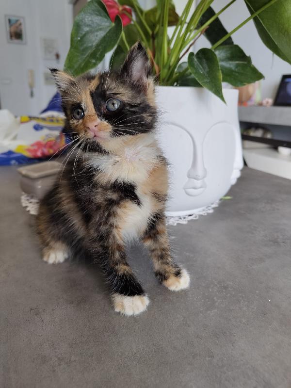 3 GATTINI DI 50 GG. CERCANO FAMIGLIA Foto 6