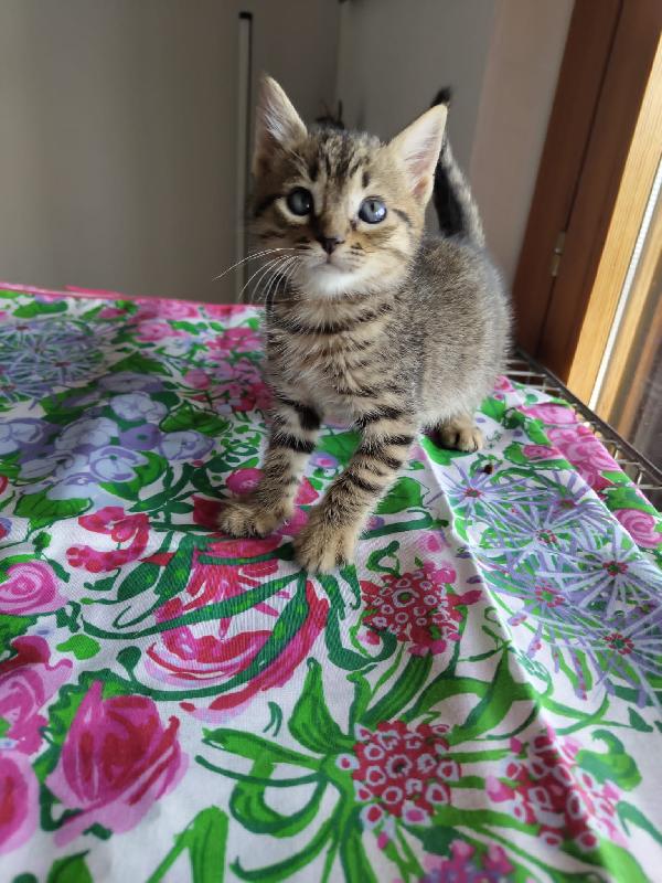 3 GATTINI DI 50 GG. CERCANO FAMIGLIA Foto 7