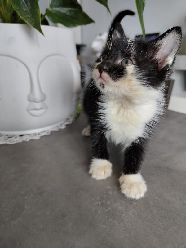 3 GATTINI DI 50 GG. CERCANO FAMIGLIA Foto 8