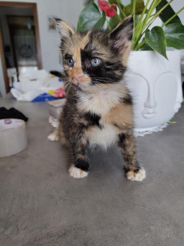 3 GATTINI DI 50 GG. CERCANO FAMIGLIA Foto 9