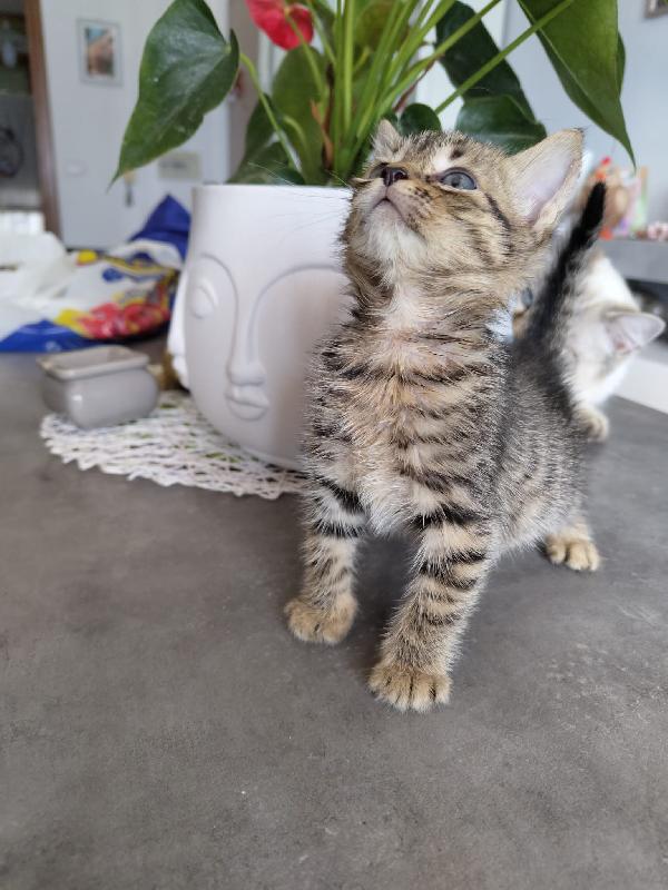 3 GATTINI DI 50 GG. CERCANO FAMIGLIA Foto 10