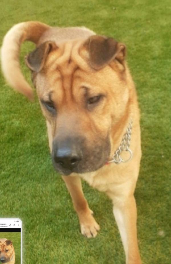 Mix Sharpei 5Anni Dalla Casa Alla Pensione.milano