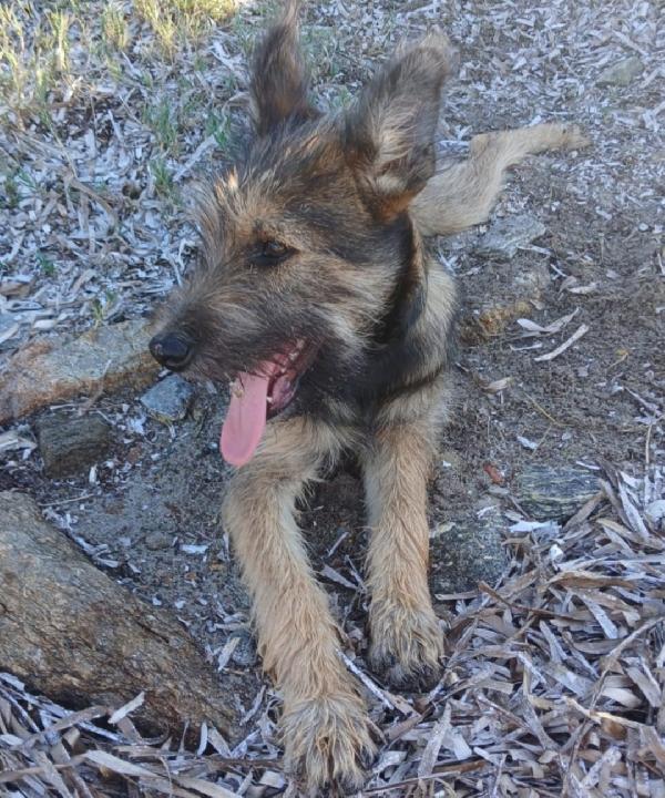 Oreste 10/11mesi circa 12kg URGENTE ADOZIONE OLBIA Foto 3