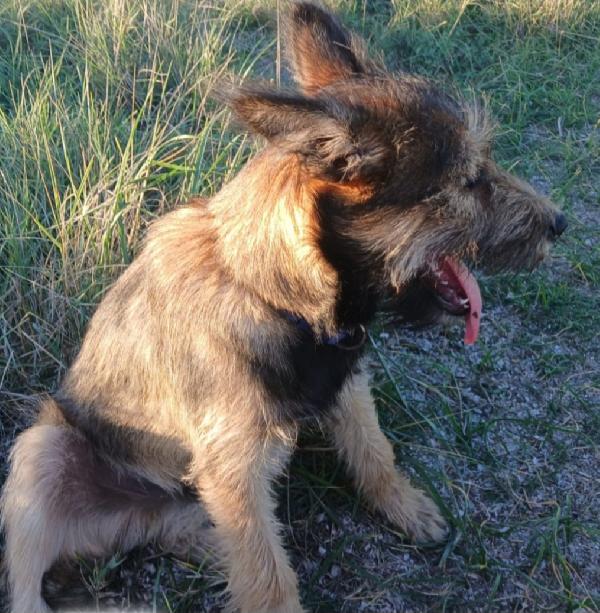Oreste 10/11mesi circa 12kg URGENTE ADOZIONE OLBIA Foto 4