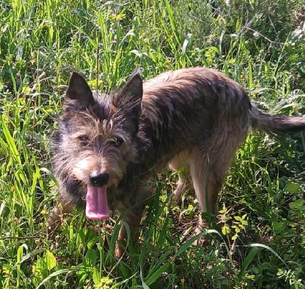 Oreste 10/11mesi circa 12kg URGENTE ADOZIONE OLBIA Foto 6