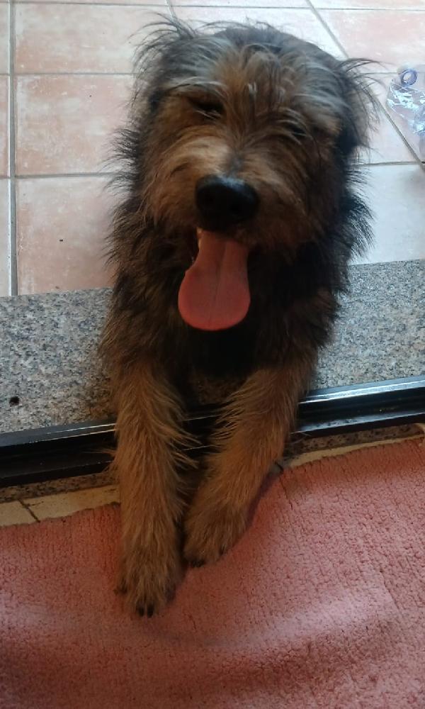 Oreste 10/11mesi circa 12kg URGENTE ADOZIONE OLBIA Foto 7