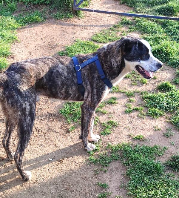 OTIS MERAVIGLIOSO CUCCIOLONE Foto 3