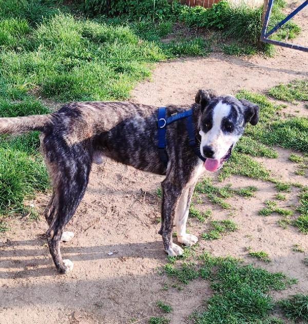 OTIS MERAVIGLIOSO CUCCIOLONE Foto 4