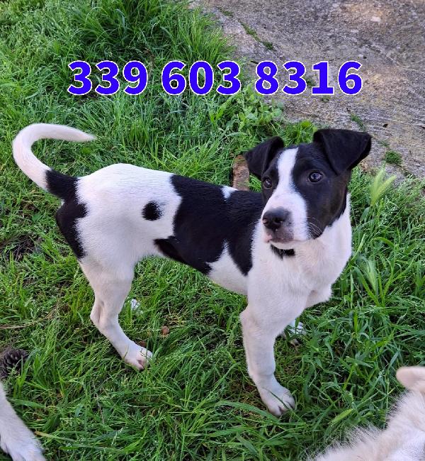 Sesamo 4 mesi Foto 3