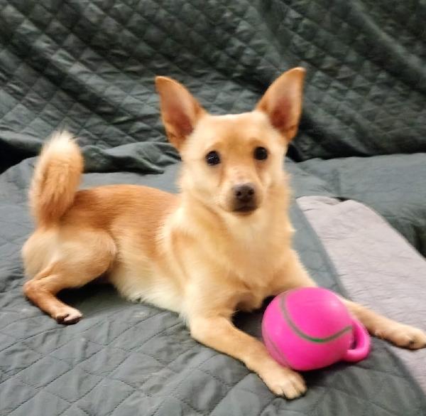 Lapo piccolo cagnolino taglia piccola cerca casa  Foto 2