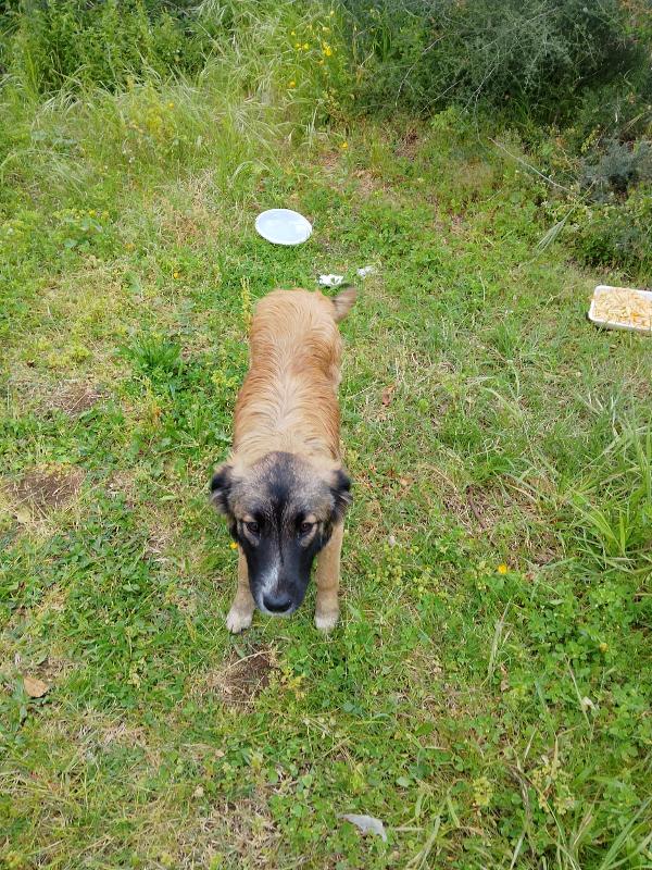 Apollo dolce cucciolo simil pastore cerca casa  Foto 2