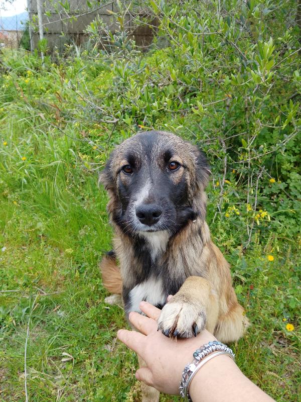 Apollo dolce cucciolo simil pastore cerca casa  Foto 3