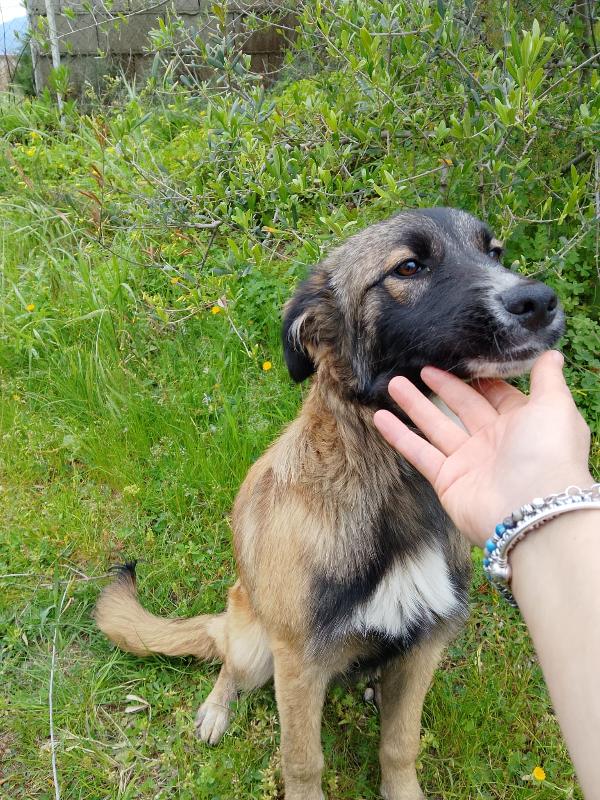 Apollo dolce cucciolo simil pastore cerca casa  Foto 4