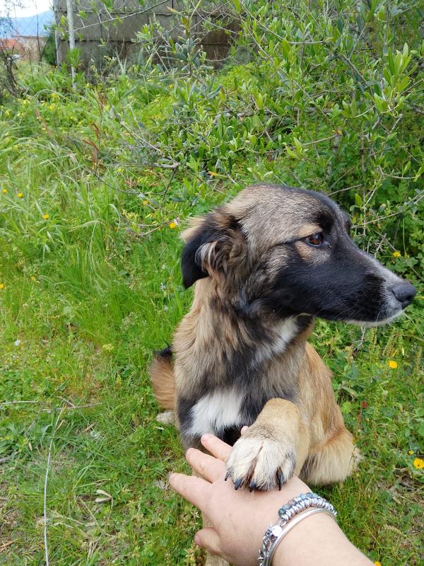 Apollo dolce cucciolo simil pastore cerca casa  Foto 5