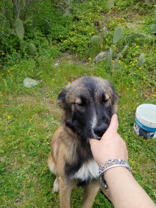 Apollo dolce cucciolo simil pastore cerca casa  Foto 6