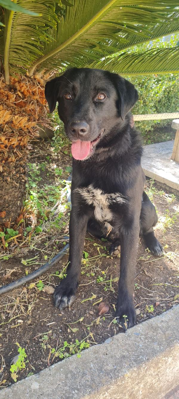 Paco Splendido Giovanotto In Canile Cerca Casa 