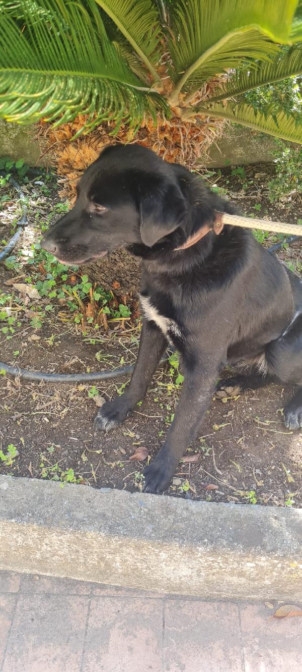 Paco splendido giovanotto in canile cerca casa  Foto 2