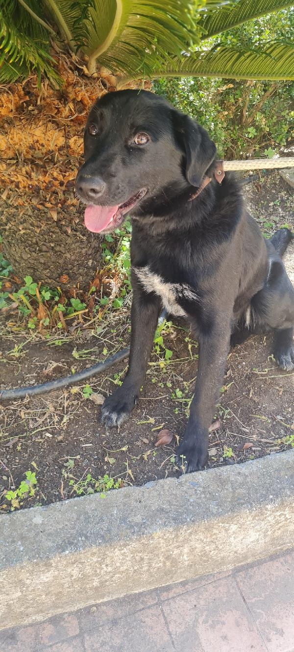 Paco splendido giovanotto in canile cerca casa  Foto 3