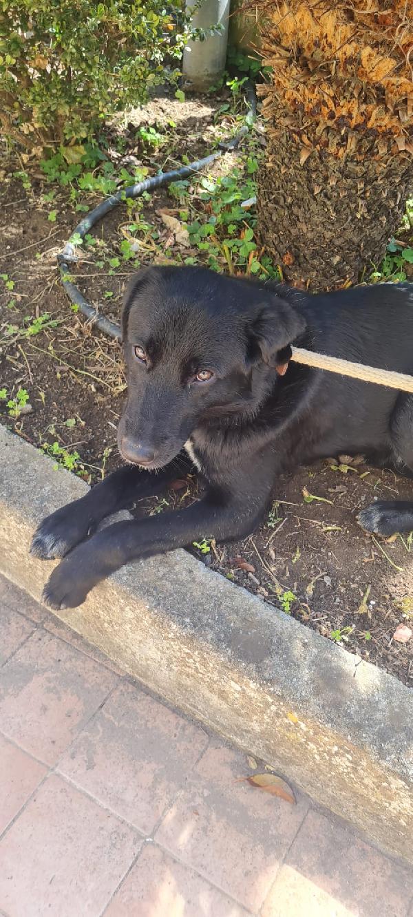 Paco splendido giovanotto in canile cerca casa  Foto 4