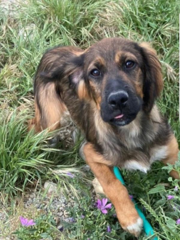 Aron 2Anni Mix Setter In Canile Da Cucciolo.caserta