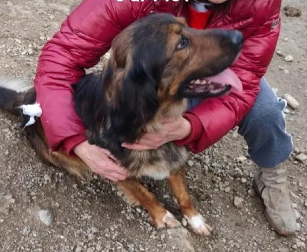 Aron 2anni mix Setter in canile da cucciolo.CASERTA Foto 4