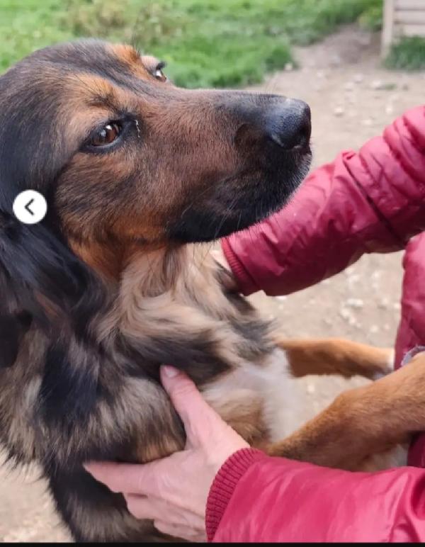 Aron 2anni mix Setter in canile da cucciolo.CASERTA Foto 5