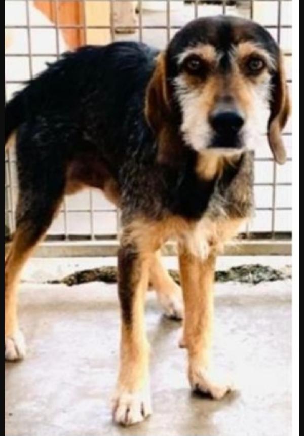 Teo Segugino Ormai Anziano Senza Nai 1Casa.marche