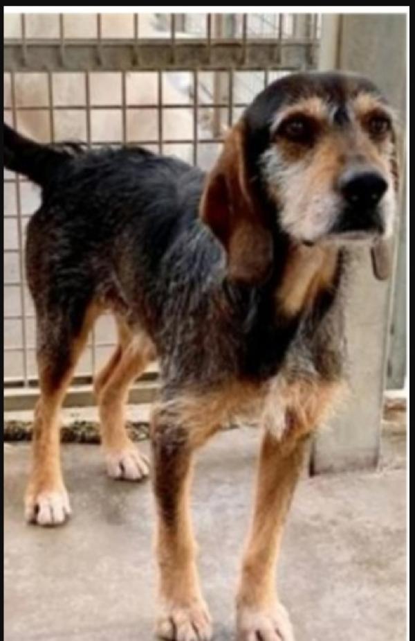 Teo segugino ormai anziano senza nai 1casa.MARCHE Foto 2