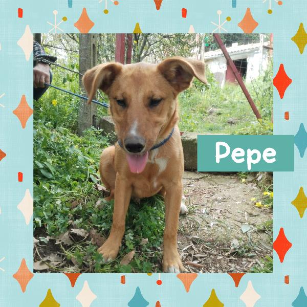 💛🐾 Pepe 🐾💛 Dolce Cucciolo Taglia Media Contenuta In Adozione 